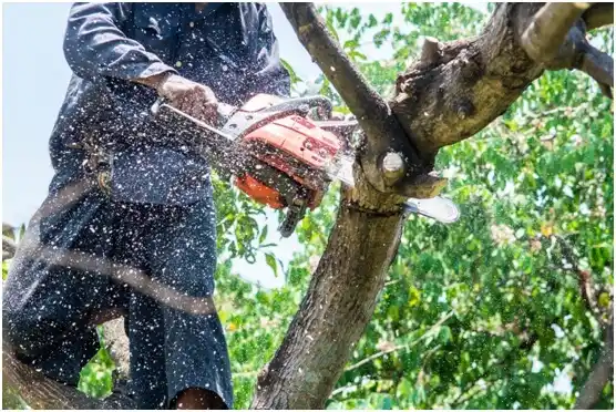 tree services Church Hill